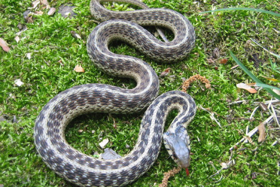 Is the Eastern Garter Snake Poisonous: Safety Guide