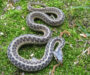 Is the Eastern Garter Snake Poisonous: Safety Guide