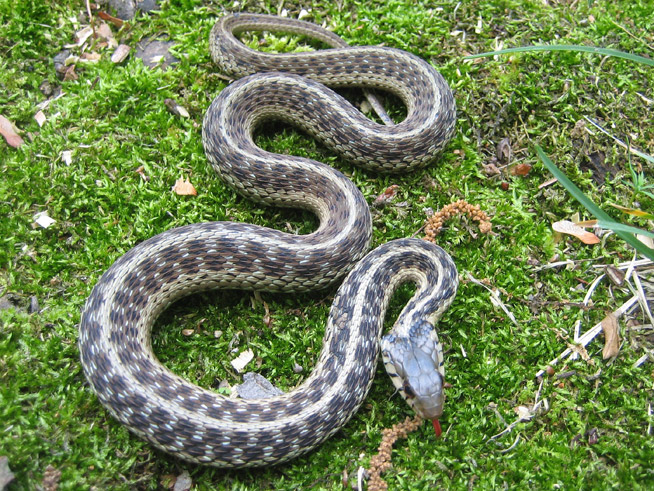 Is the Eastern Garter Snake Poisonous: Safety Guide