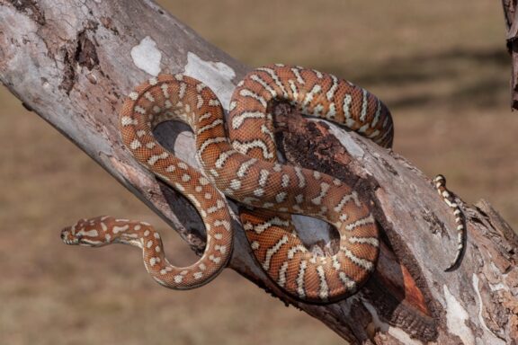 Jungle Carpet Python Care: Expert Tips & Guidelines