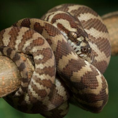 Jungle Jaguar Carpet Python: Exotic Pattern Guide