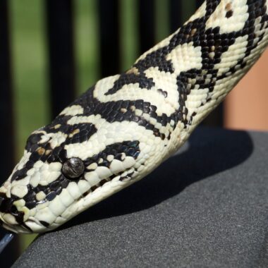 Jungle vs Coastal Carpet Python: Key Differences