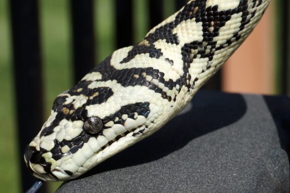 Jungle vs Coastal Carpet Python: Key Differences