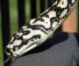 Jungle vs Coastal Carpet Python: Key Differences