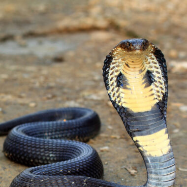 King Cobra Behavior: What to Expect