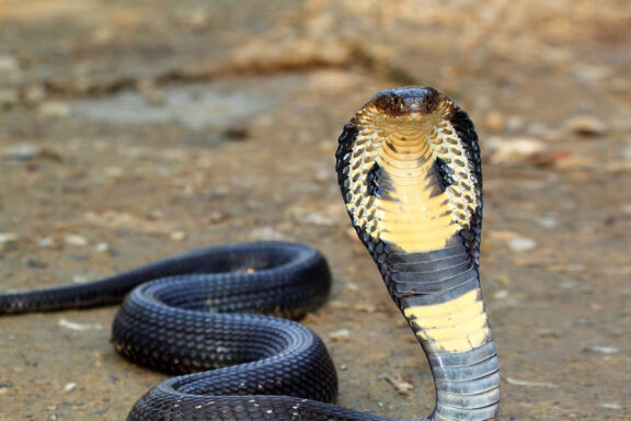 King Cobra Behavior: What to Expect