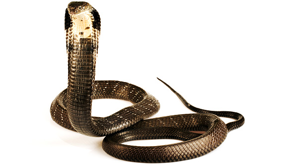 King Cobra Bite: Time to Fatality Explained