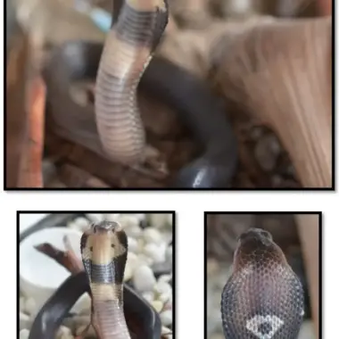 King Cobra Colors: Identification Guide