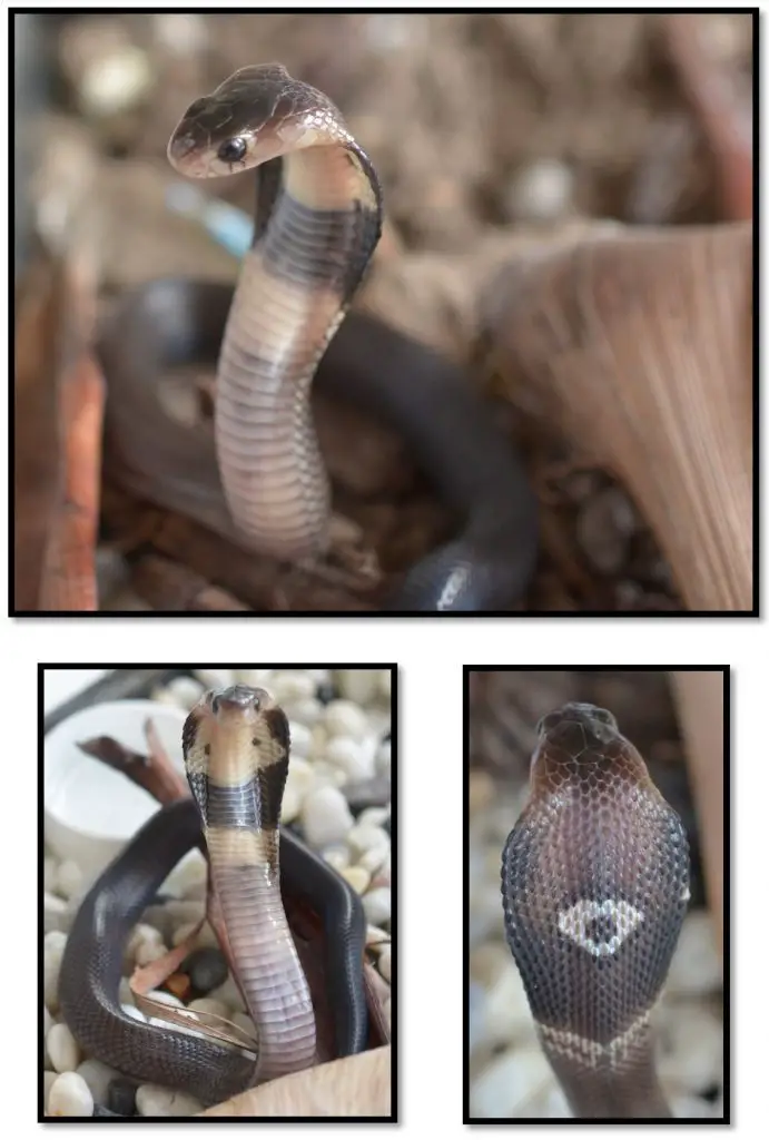 King Cobra Colors: Identification Guide