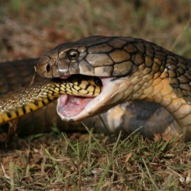 King Cobra Diet: What Do They Eat?