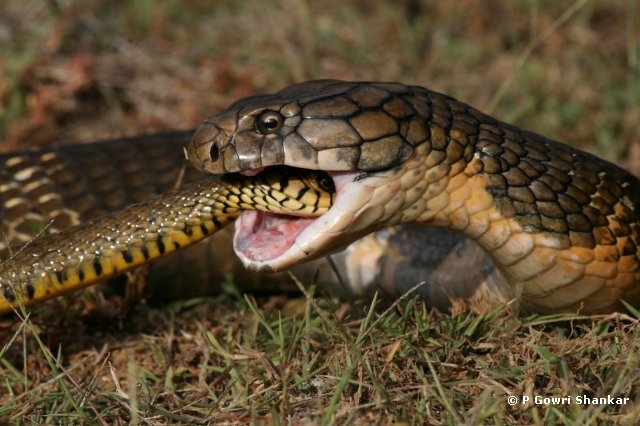 King Cobra Diet: What Do They Eat?