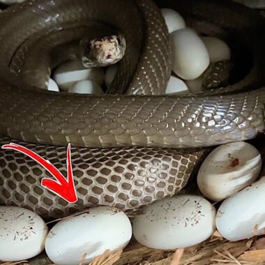 King Cobra Eggs: Reproduction Facts