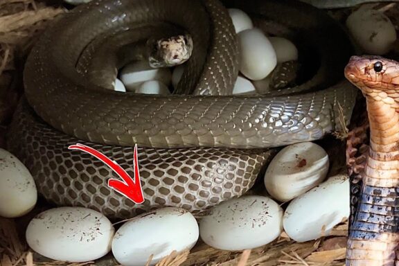 King Cobra Eggs: Reproduction Facts