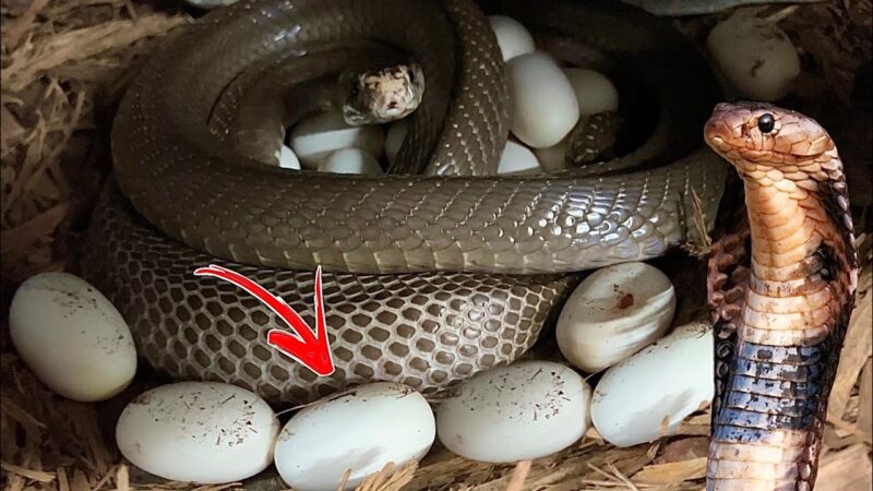 King Cobra Eggs: Reproduction Facts