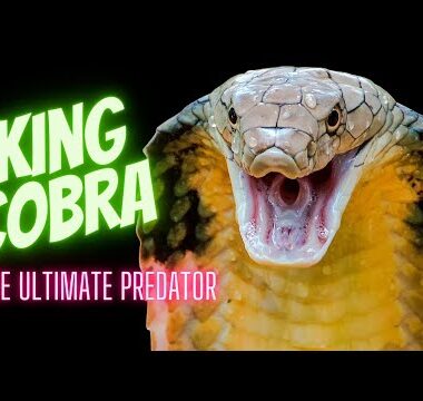 King Cobra Enemies: Natural Predators