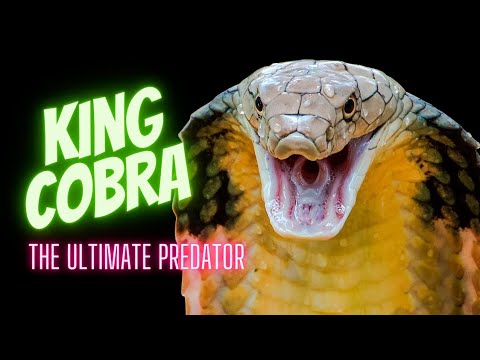 King Cobra Enemies: Natural Predators