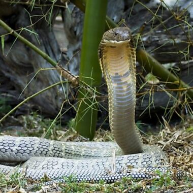 King Cobra Fun Facts: Surprising Insights