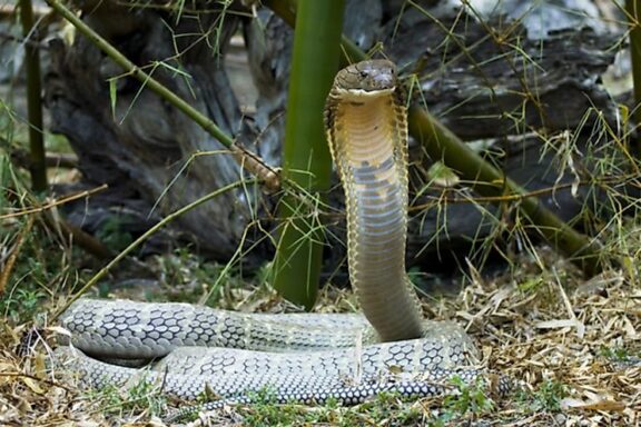 King Cobra Fun Facts: Surprising Insights