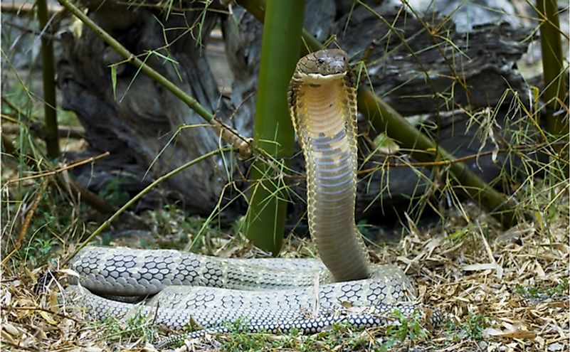 King Cobra Fun Facts: Surprising Insights