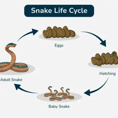 King Cobra Reproduction: Life Cycle Details