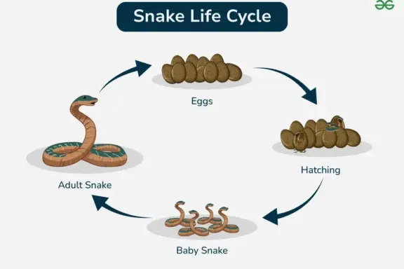 King Cobra Reproduction: Life Cycle Details