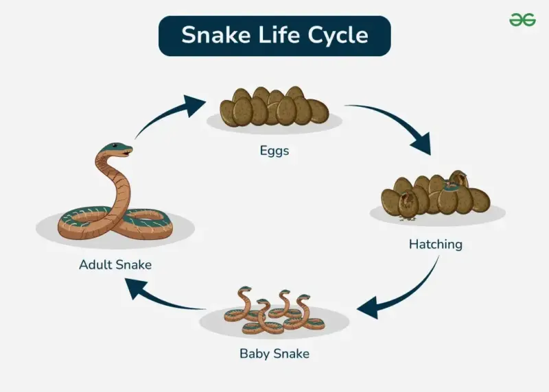 King Cobra Reproduction: Life Cycle Details