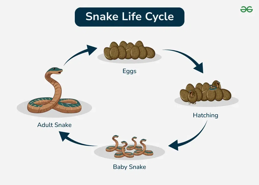 King cobra reproduction life cycle details
