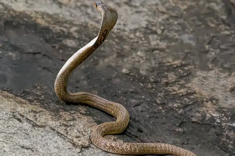 King Cobra Speed: How Fast Are They?