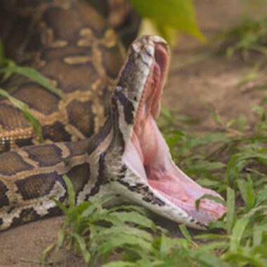 King Cobra vs. Anaconda: Ultimate Face-off