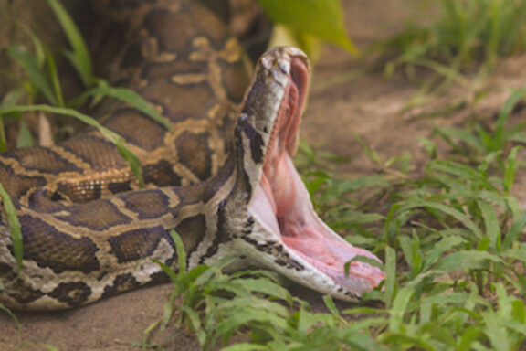 King Cobra vs. Anaconda: Ultimate Face-off