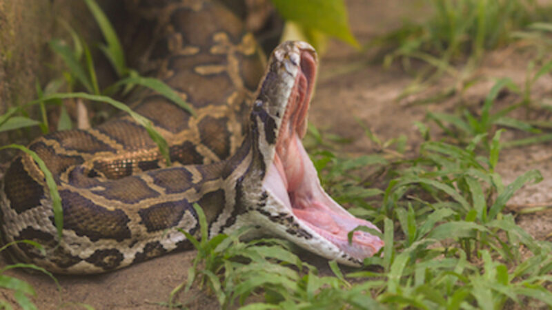 King Cobra vs. Anaconda: Ultimate Face-off