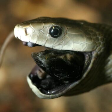 King Cobra vs. Black Mamba: Who Wins?