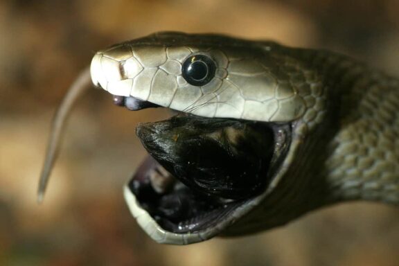 King Cobra vs. Black Mamba: Who Wins?