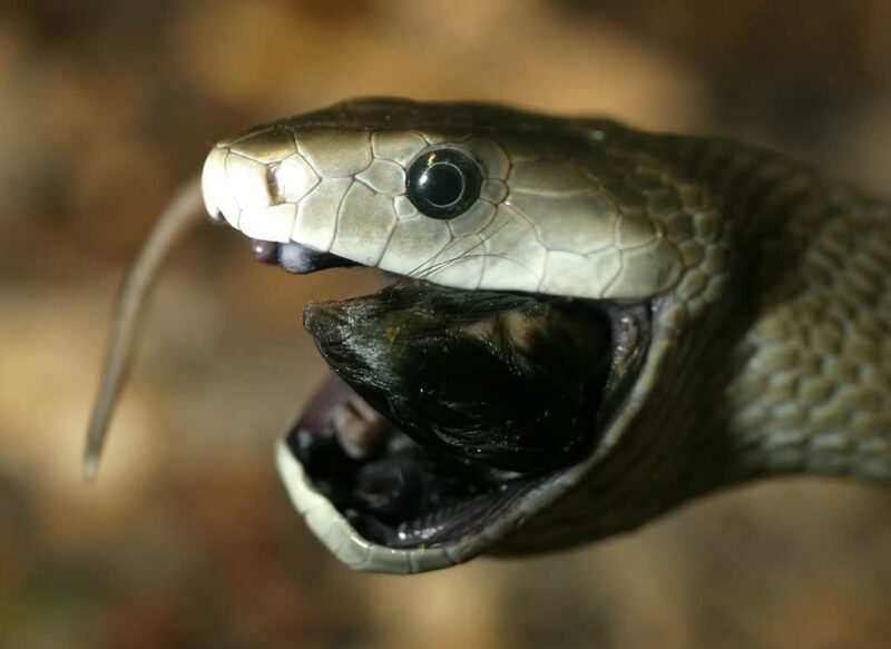 King Cobra vs. Black Mamba: Who Wins?