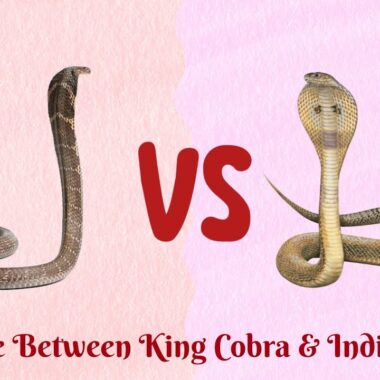 King Cobra vs. Indian Cobra: Differences