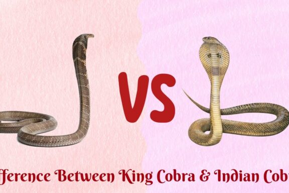 King Cobra vs. Indian Cobra: Differences