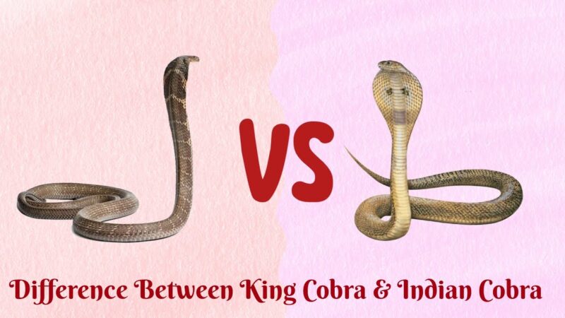 King Cobra vs. Indian Cobra: Differences