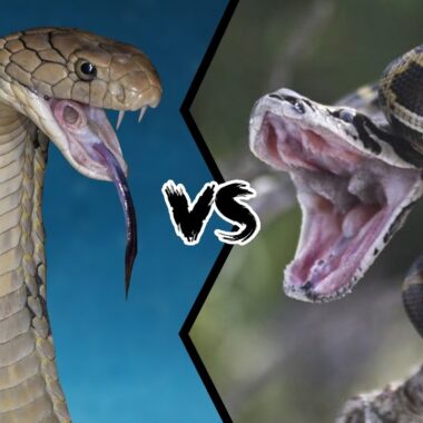 King Cobra vs. Python: Battle of Giants