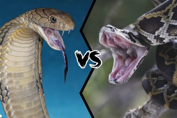 King Cobra vs. Python: Battle of Giants