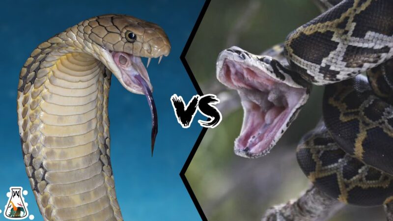 King Cobra vs. Python: Battle of Giants