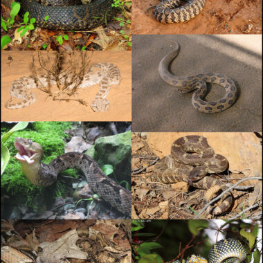 King Cobra vs. Rattlesnake: Venom Duel