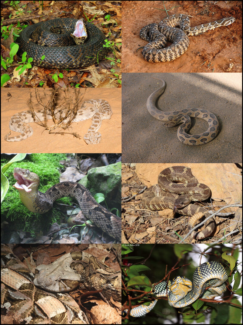 King Cobra vs. Rattlesnake: Venom Duel