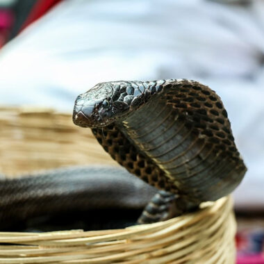 King Cobras as Pets: What to Know