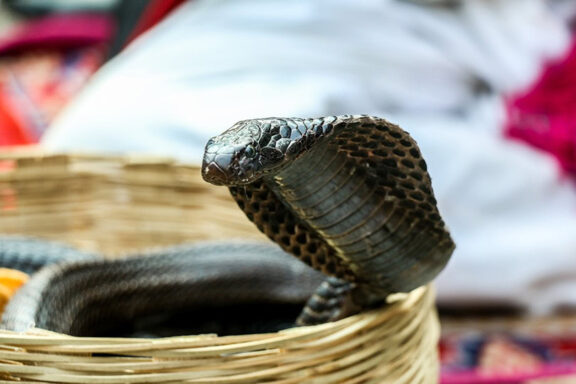 King Cobras as Pets: What to Know