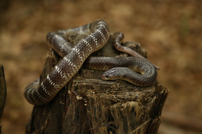 King Snake Adaptations: Survival Features