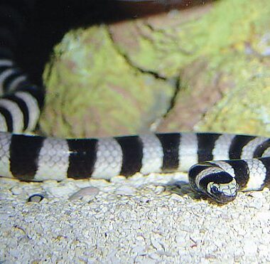 King Snake Adaptations: Survival Traits Guide