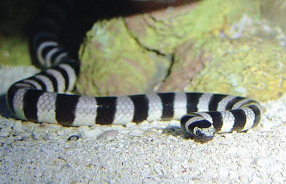 King Snake Adaptations: Survival Traits Guide