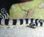 King Snake Adaptations: Survival Traits Guide