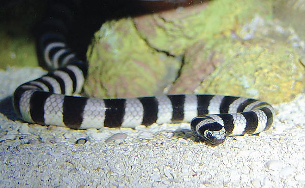 King Snake Adaptations: Survival Traits Guide