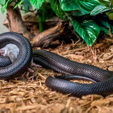 King Snake Appearance: Visual Identification Guide